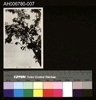 藏品(日治阿里山八重櫻明信片)的圖片